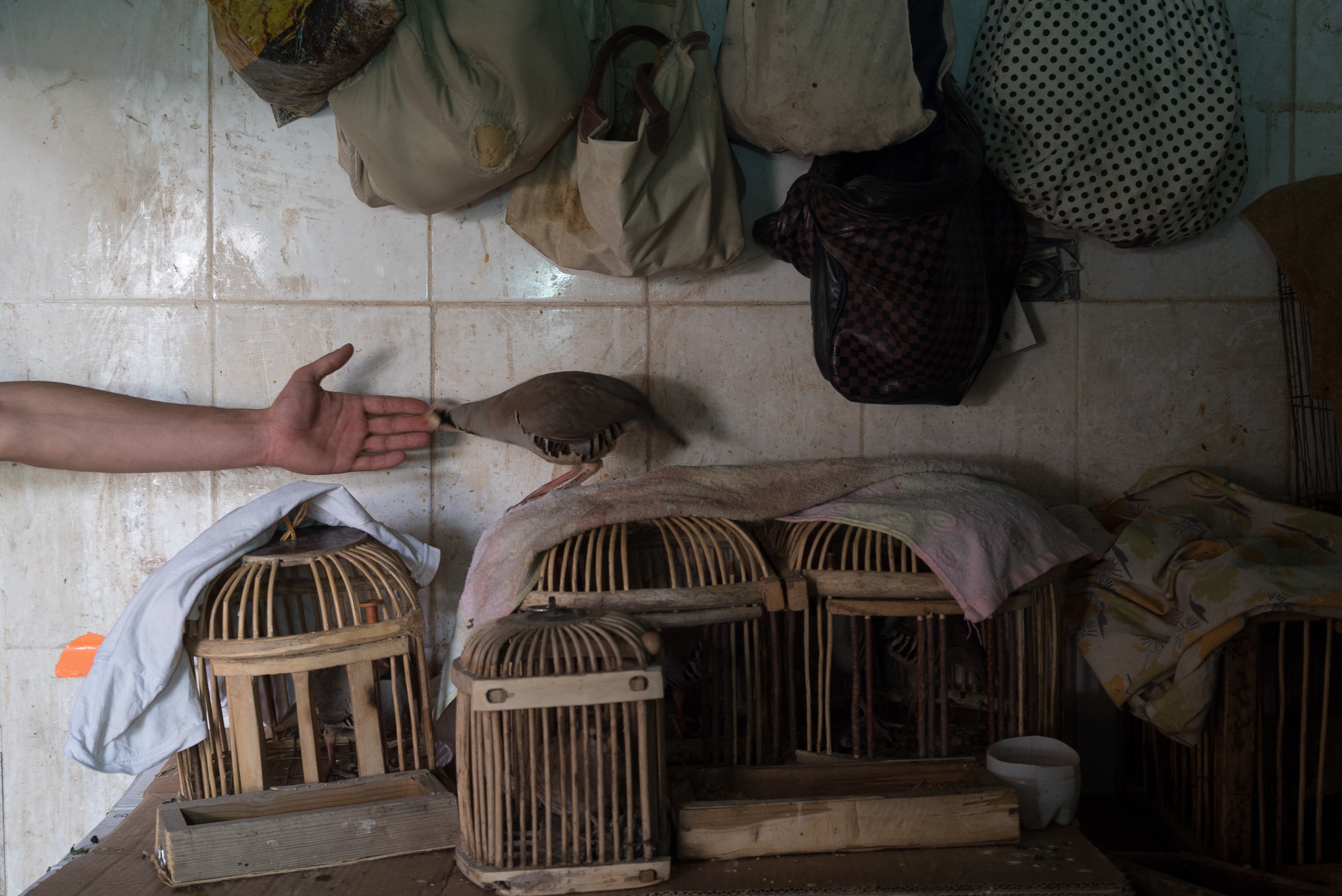 Erbil market for birds and animals, Erbil, Kurdistan Region, June 4, 2016. (Photo: Kurdistan24/Alexandre Afonso)